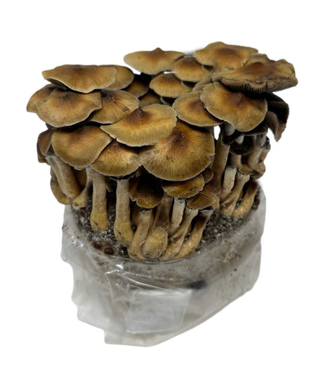 The Stages of the Mushroom Growth Process