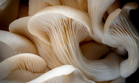 Everything You Should Know About Mushroom Spawn Bags