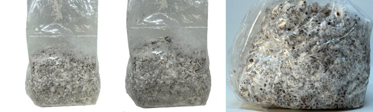 Pre-Colonized Grain Spawn Bags