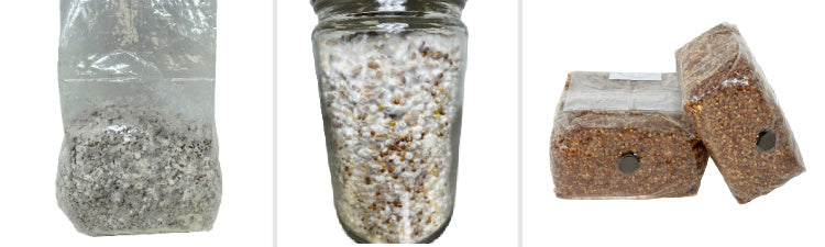 Colonized Grain Spawn Bags (All Gourmet Genetics)