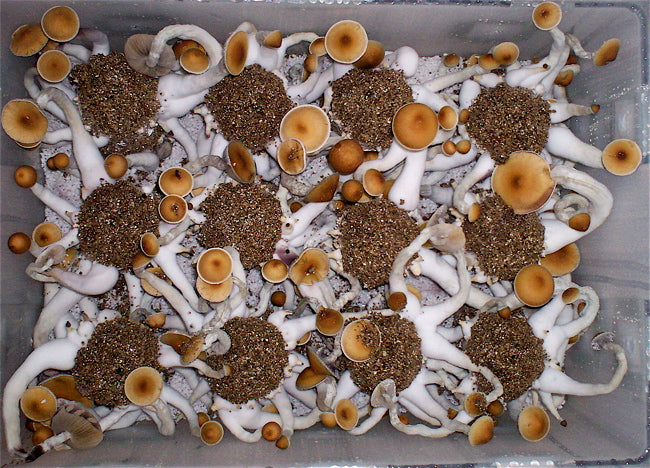 Ultimate Mushroom Growing brf grow kit