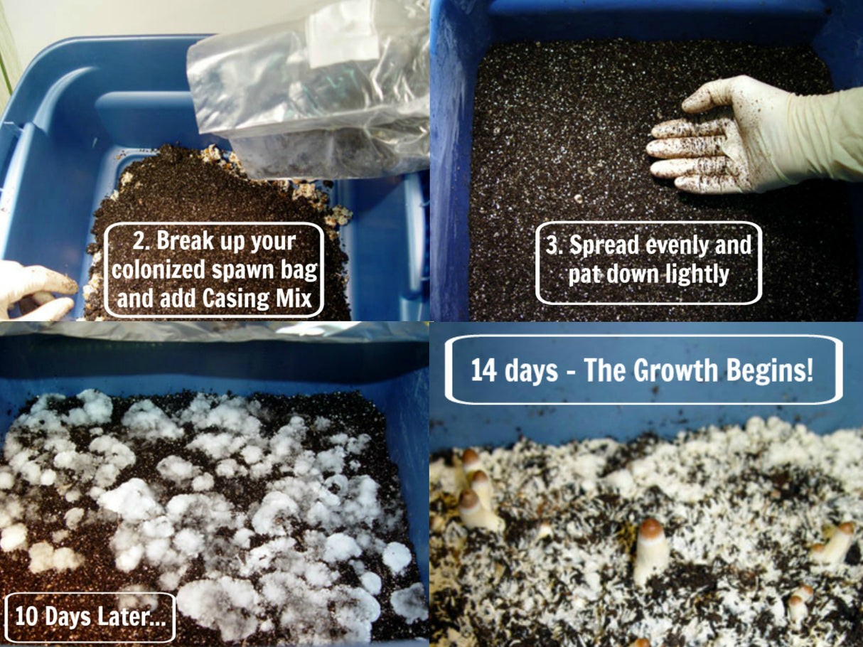 Steps for growing mushrooms. How to use casing