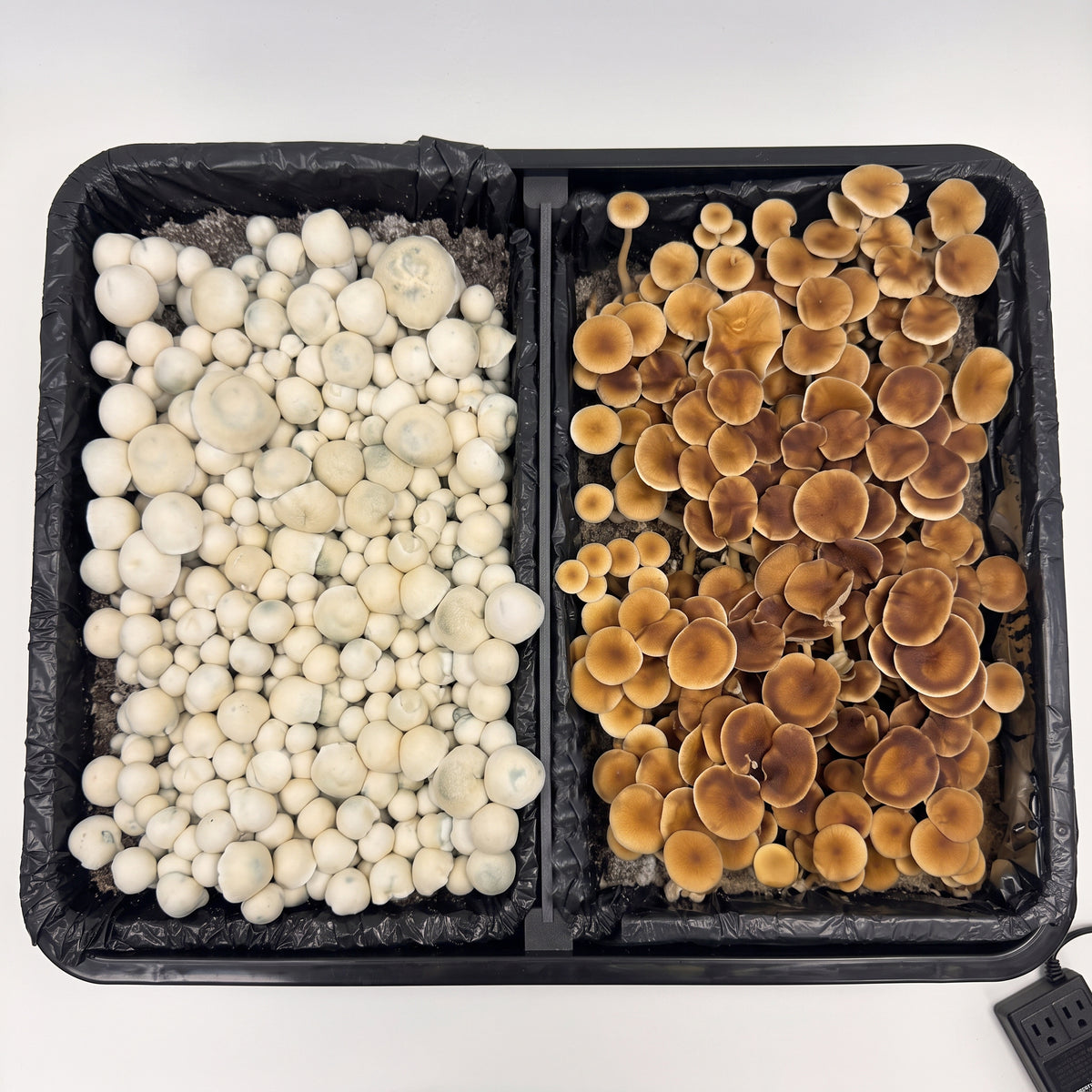 Overhead view of a divided monotub with two strains fruiting side by side, a white strain on one side and a golden-brown strain on the other
