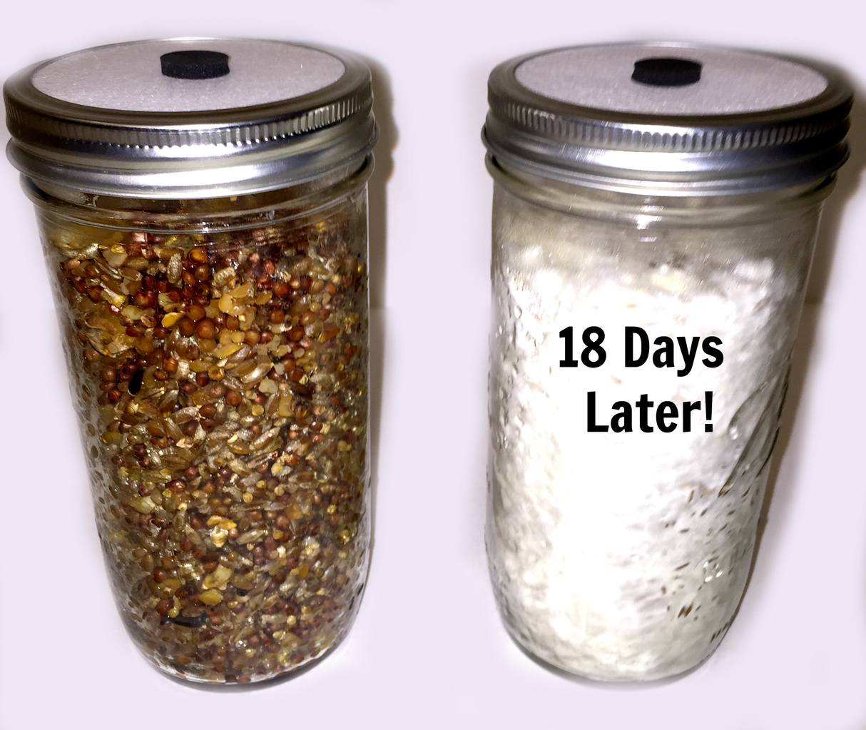 3-Pack Premium 24 Oz Super-Quick-Colonizing 5-grain Jar (24oz) Side by side