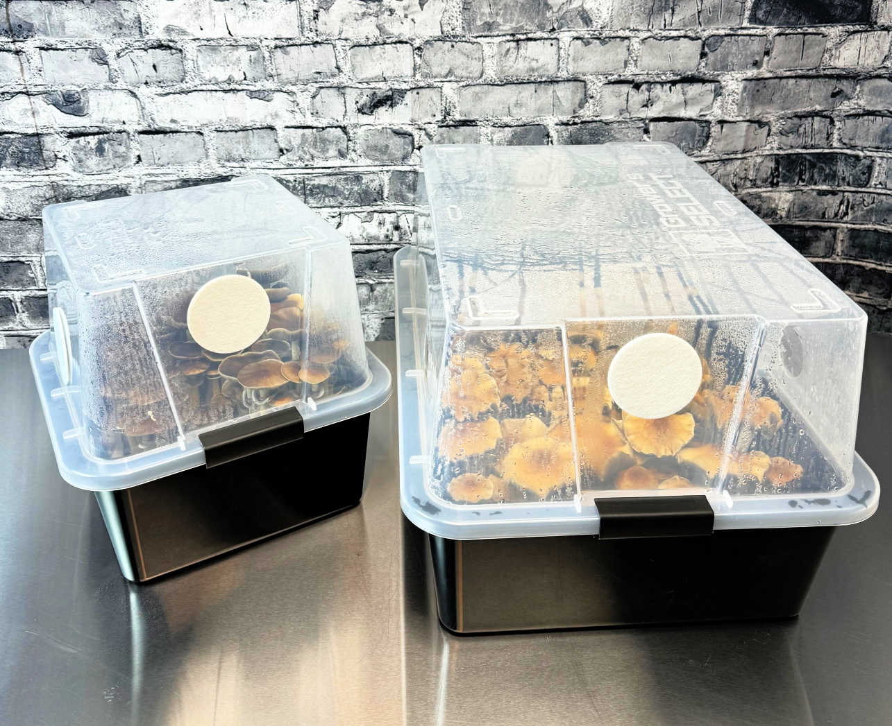 Grower's Select  Mushroom Monotub Fruiting Chamber Lids on