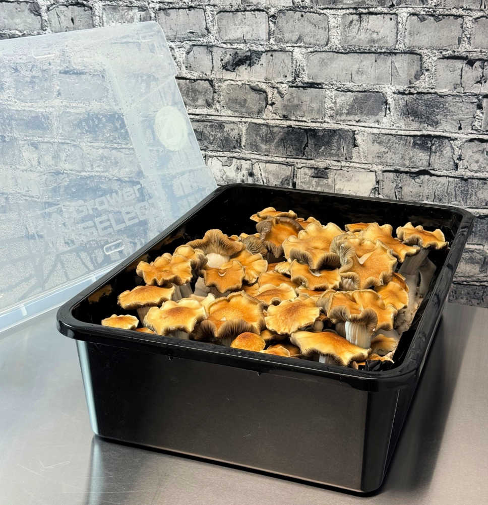 Growers Select Large 66Q Monotub fruting