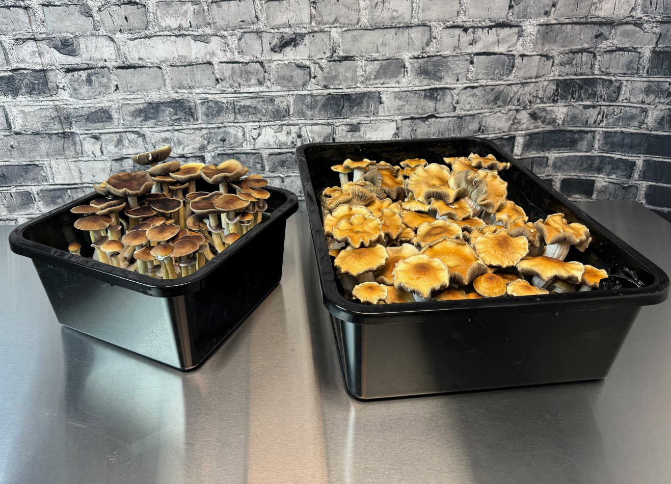 Grower's Select Mushroom Monotub Fruiting Chamber with Filter Disks and Liners Comparison Lids off