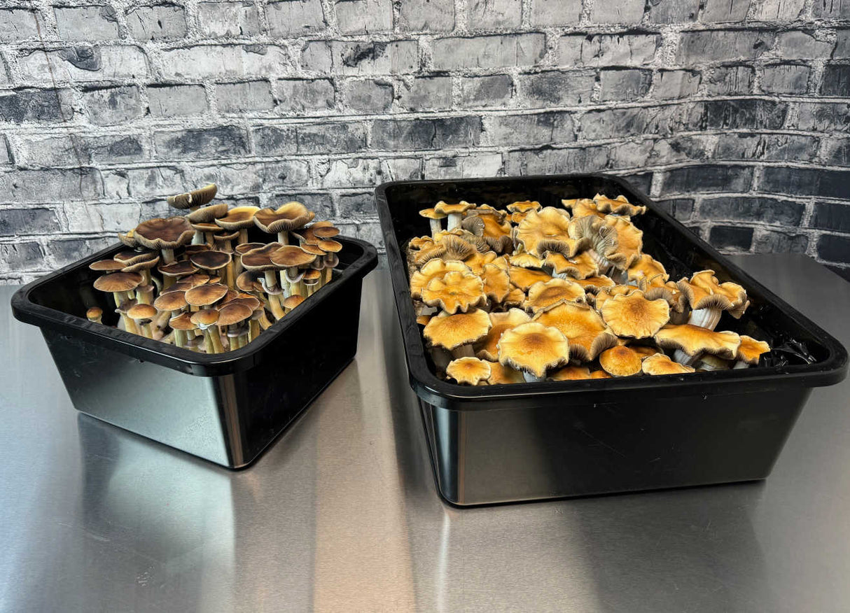 Grower's Select Mushroom Monotub Fruiting Chamber lids off