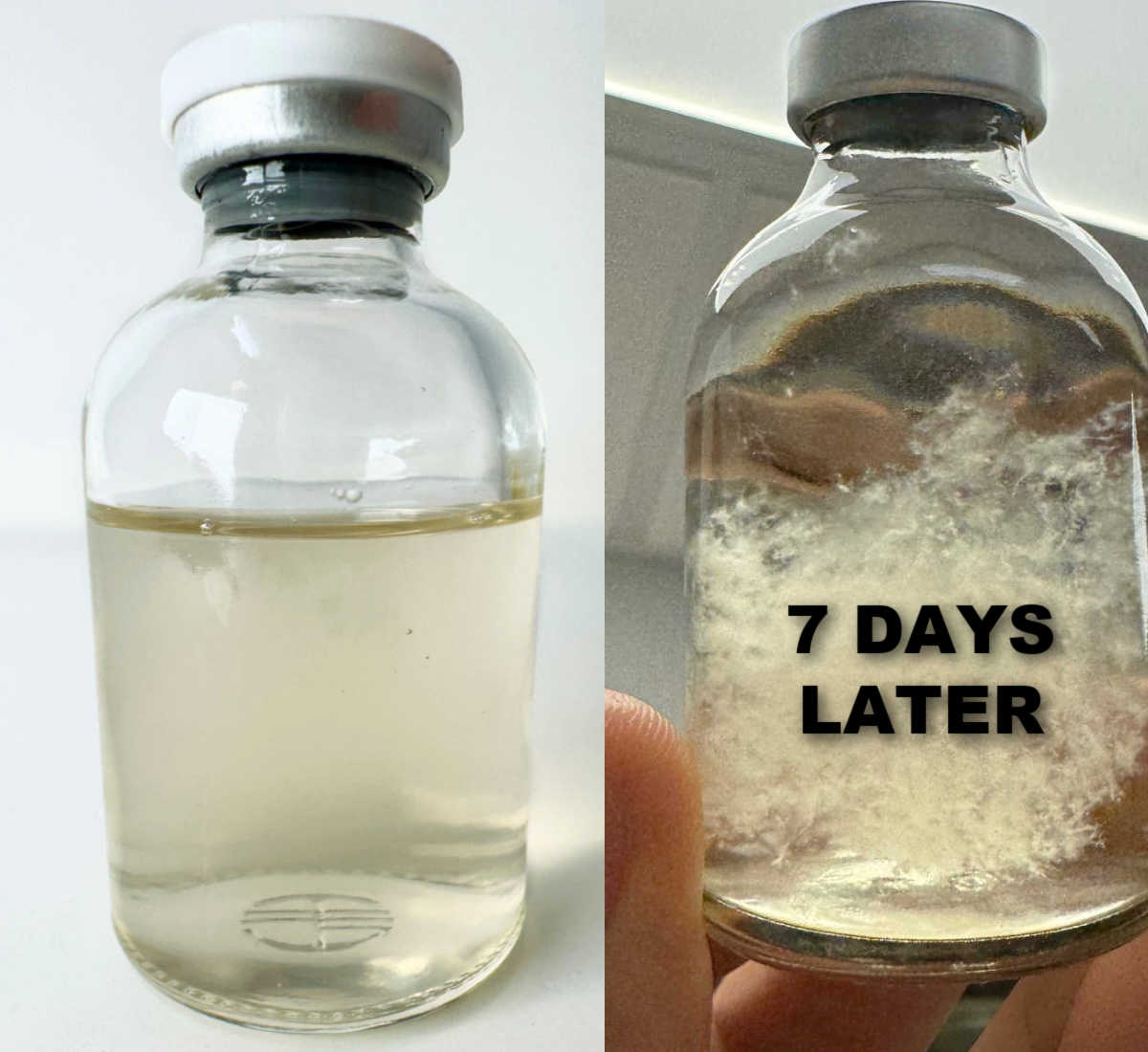 QuickCulture® Mini Spore Germinating Liquid Culture Jar  7 days later