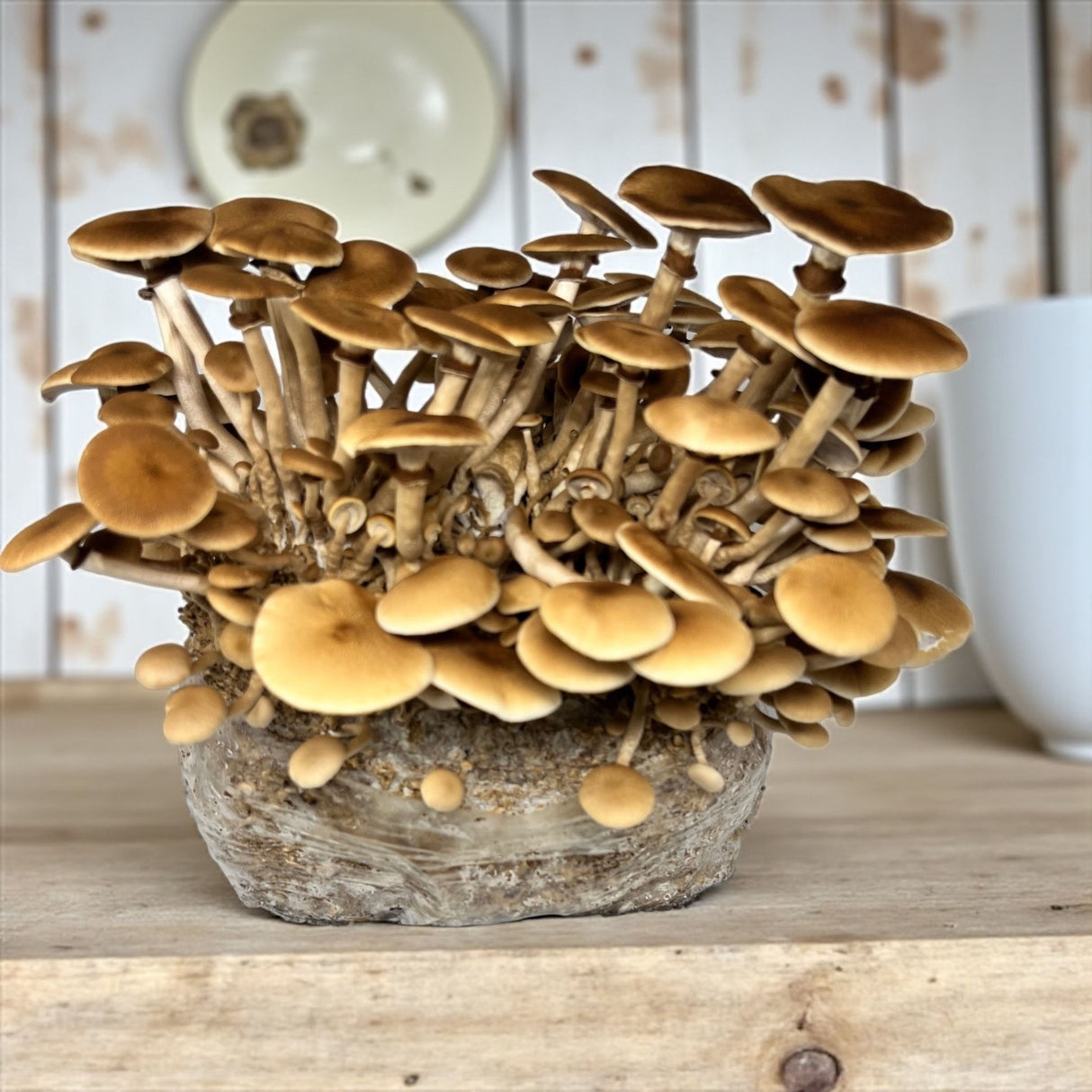 Pioppino Mushrooms growth on a stone base with a blurred background