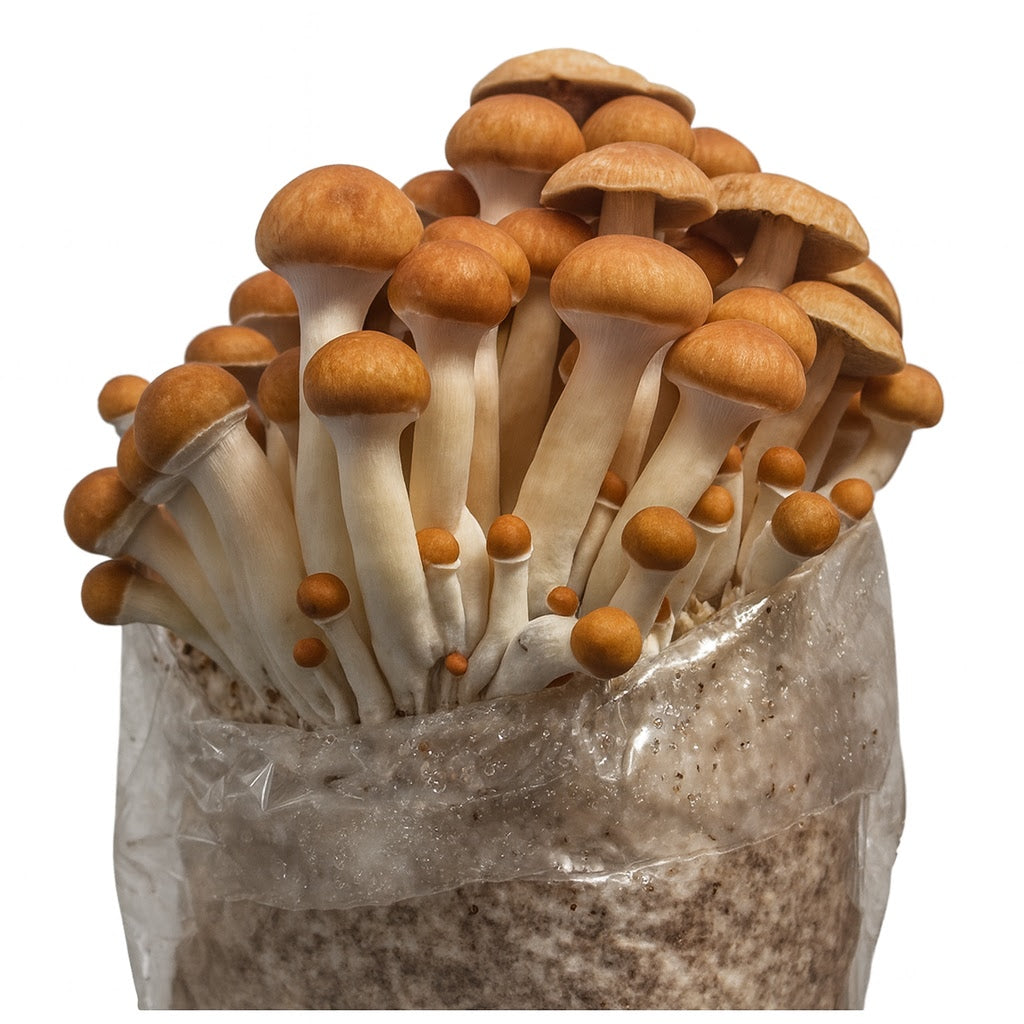 Complete XL ALL-IN-ONE Wood Lover's Mushroom Grow Bag Kit (6LB)