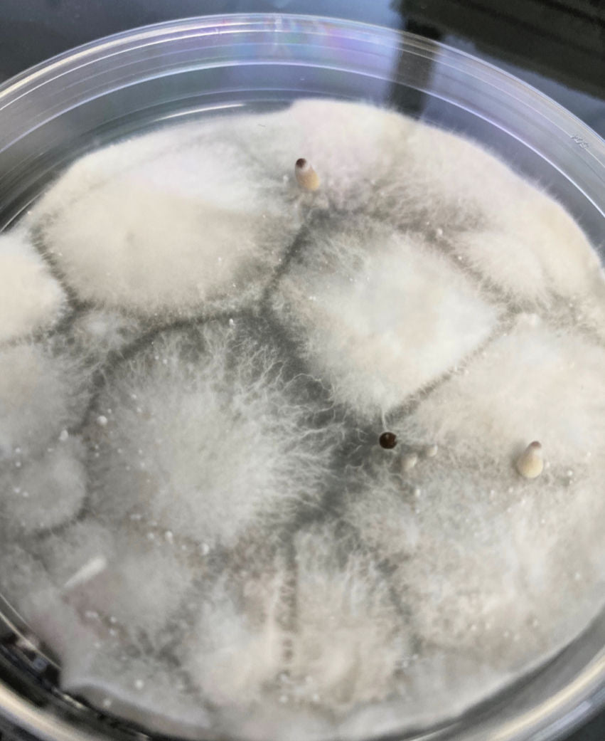 Pre-Poured Sterilized Malt Extract Agar Plates pinning