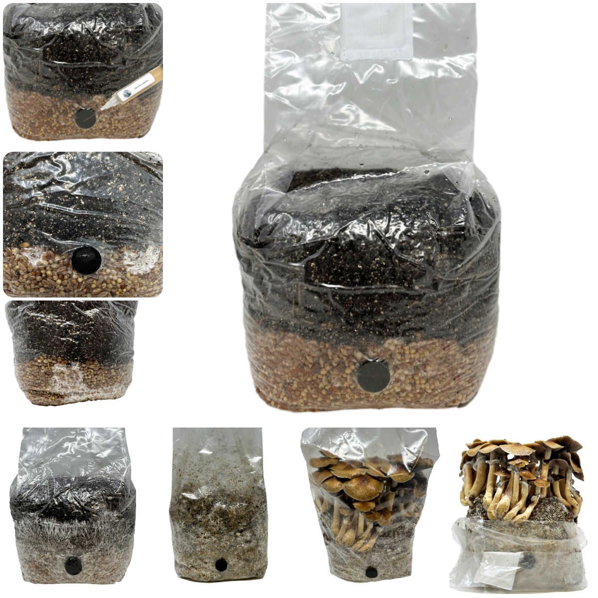 All-in-One Mushroom Grow Bag (4 lbs) for Manure Loving Mushrooms collage