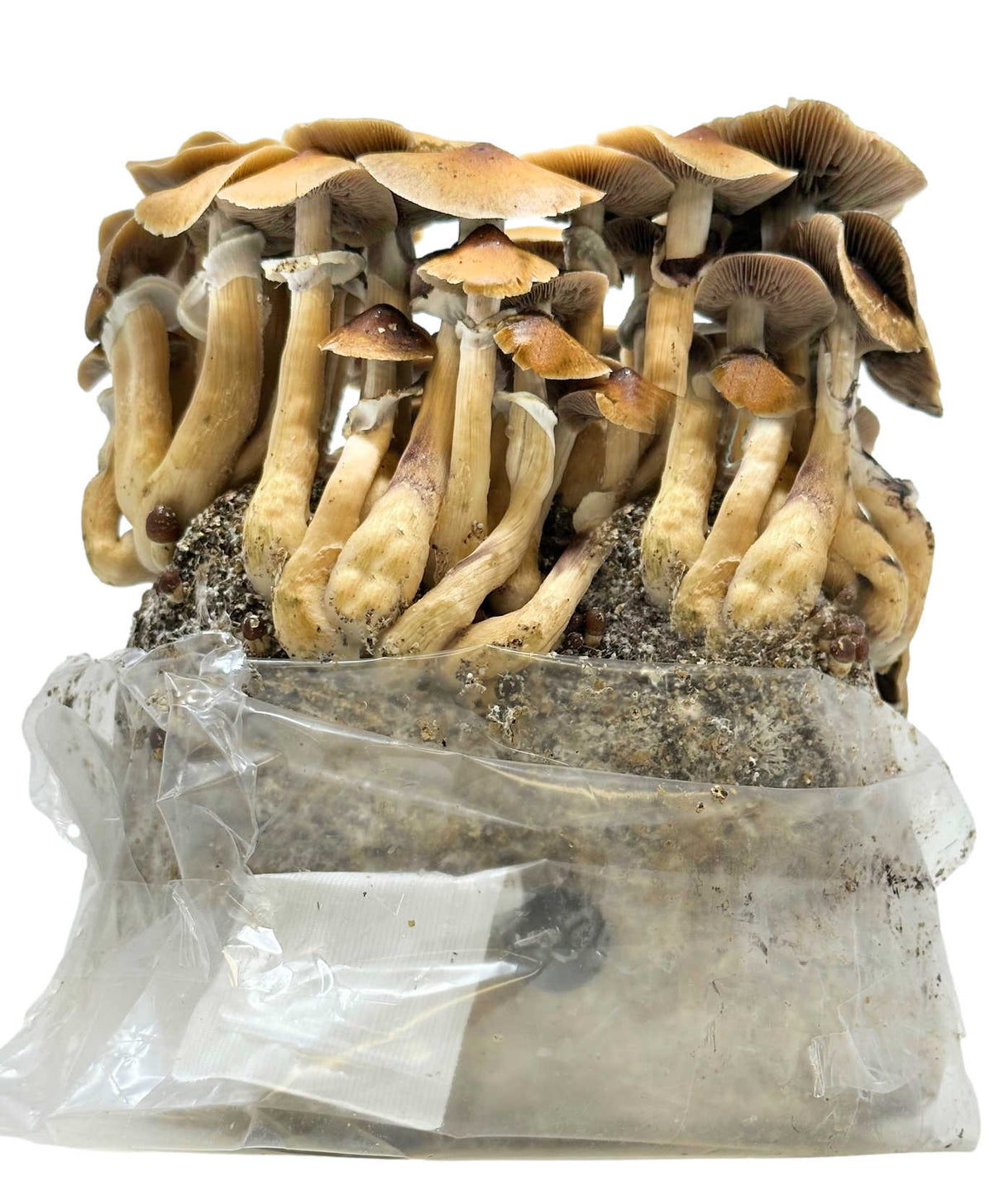 All-in-One Mushroom Grow Bag (4 lbs) for Manure Loving Mushrooms fruiting side view
