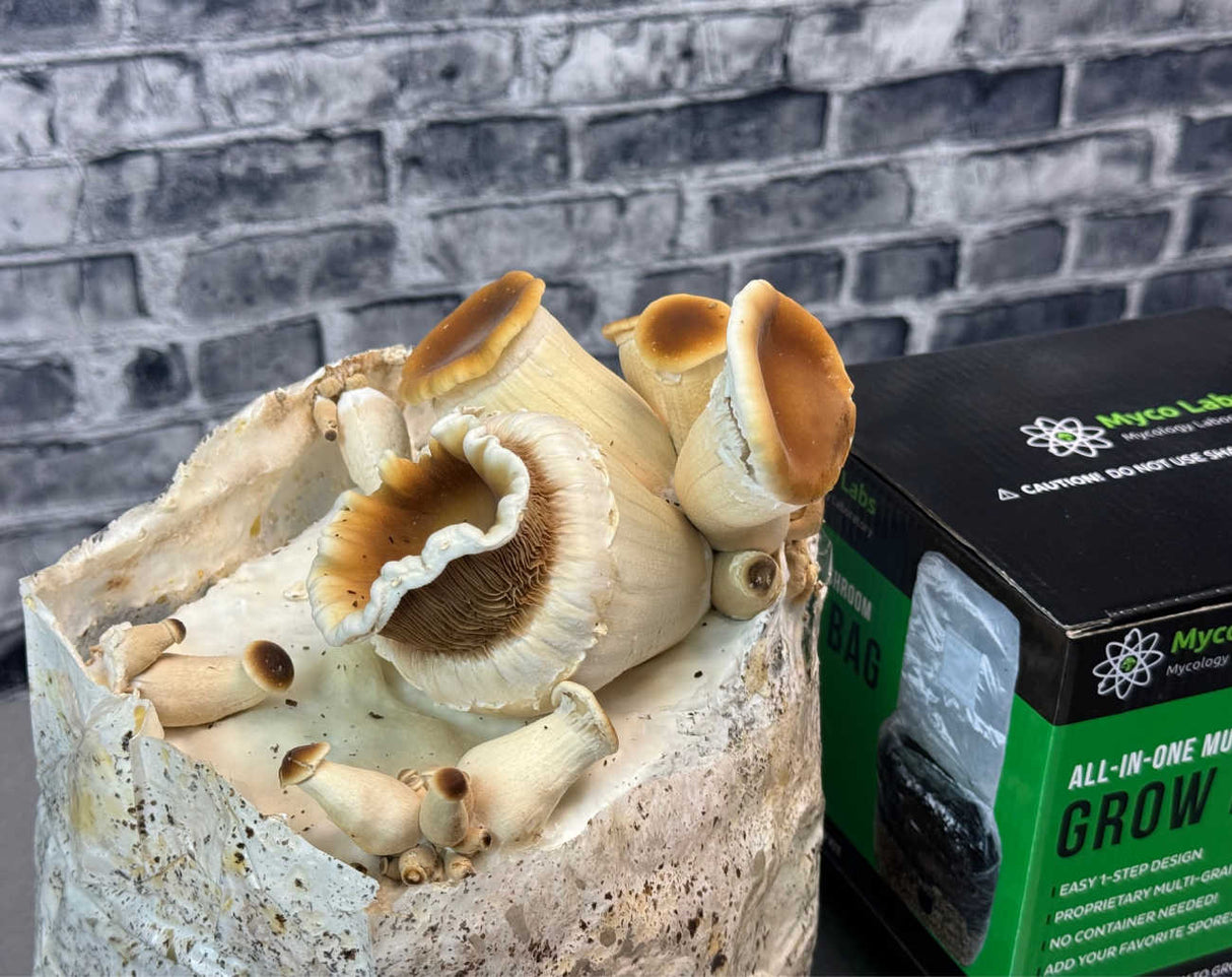 All-in-One Mushroom Grow Bag (4 lbs) for Manure Loving Mushrooms huge mushrooms with retail box