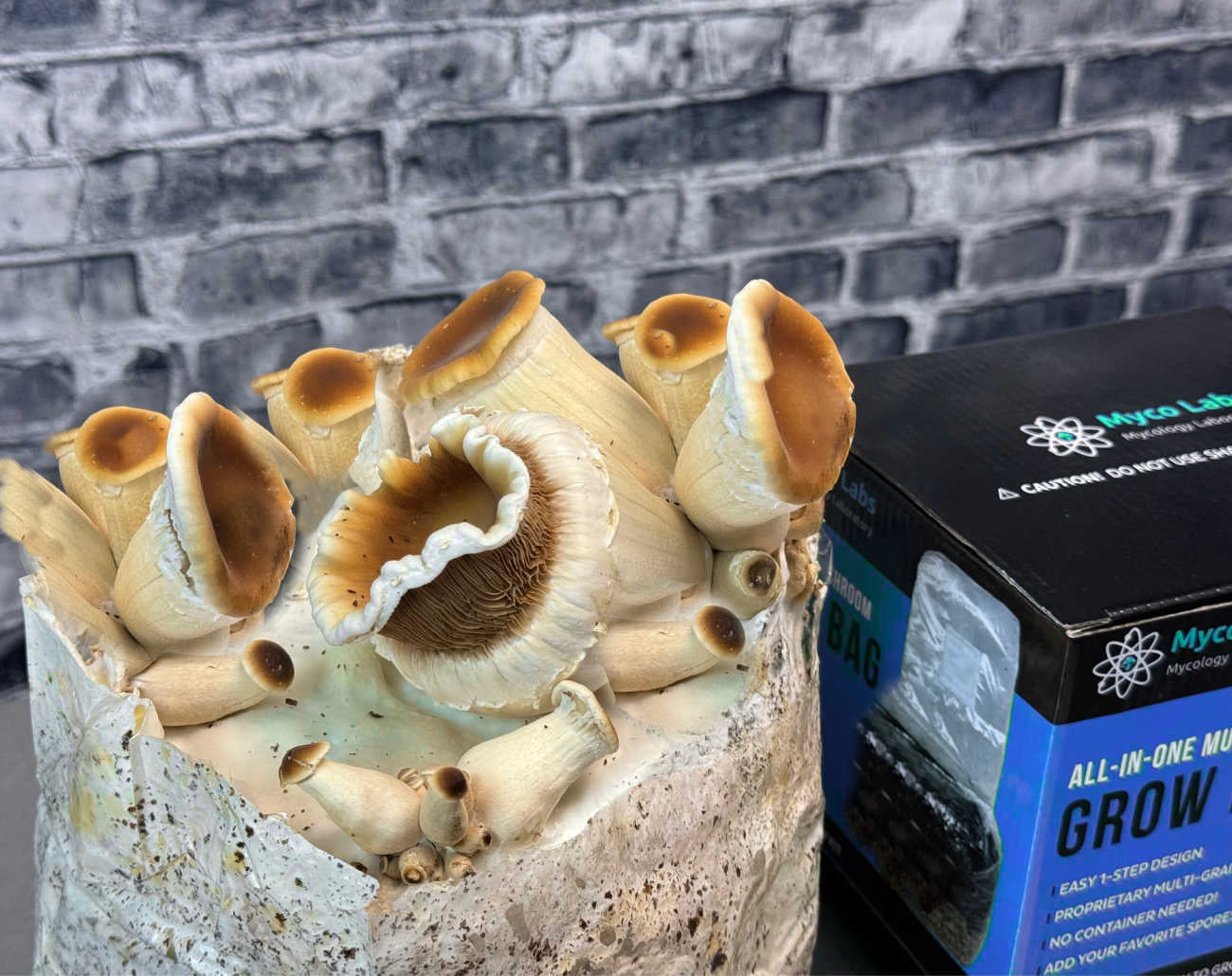 Mushroom culture growing in a container with Myco Labs grow kit in the background.