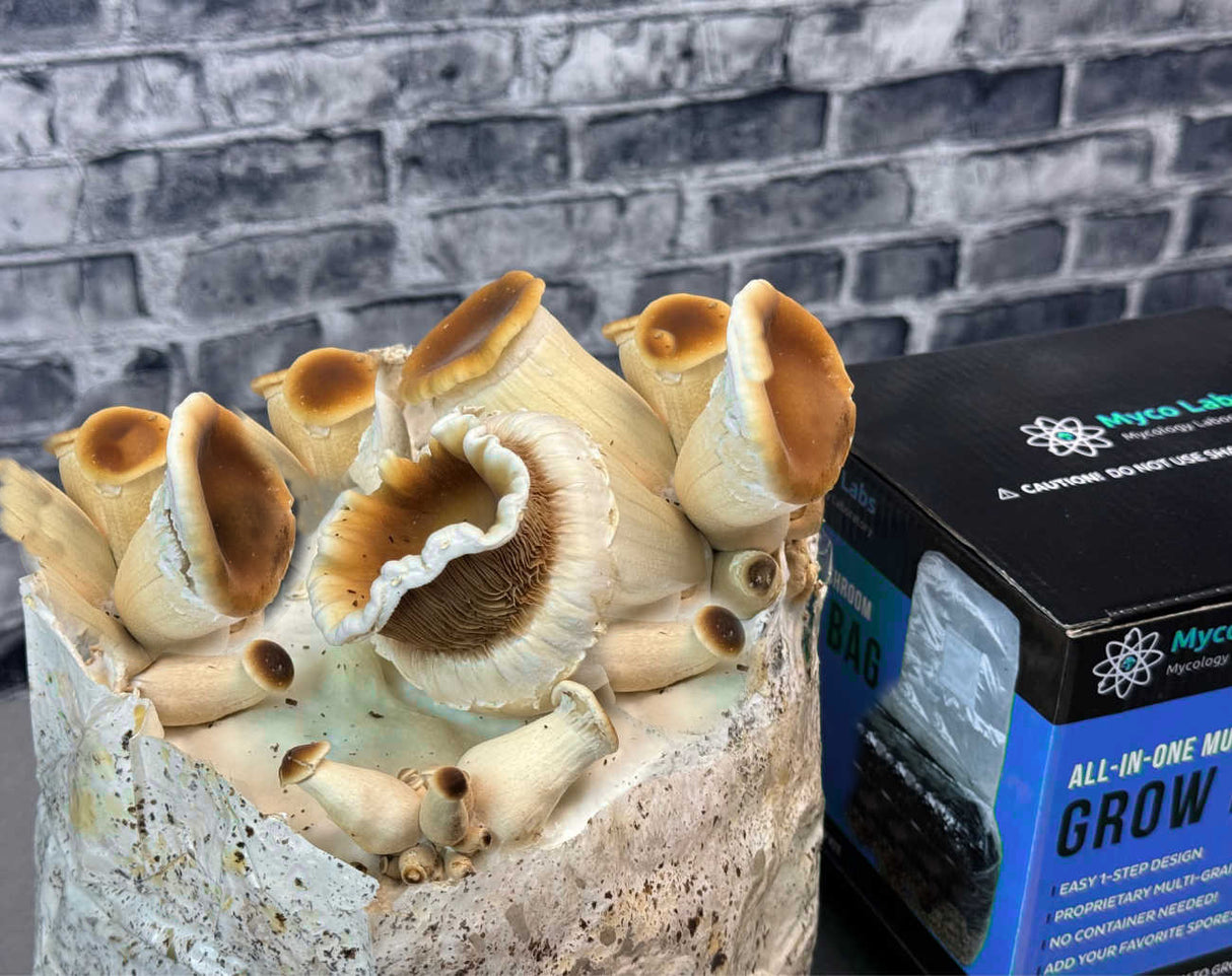 Mushroom culture growing in a container with Myco Labs grow kit in the background.