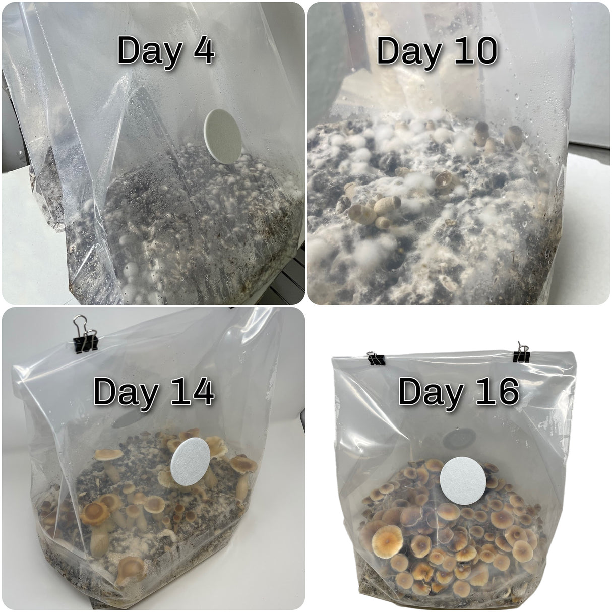 All-in-One Bulk Monobag Kit timeline