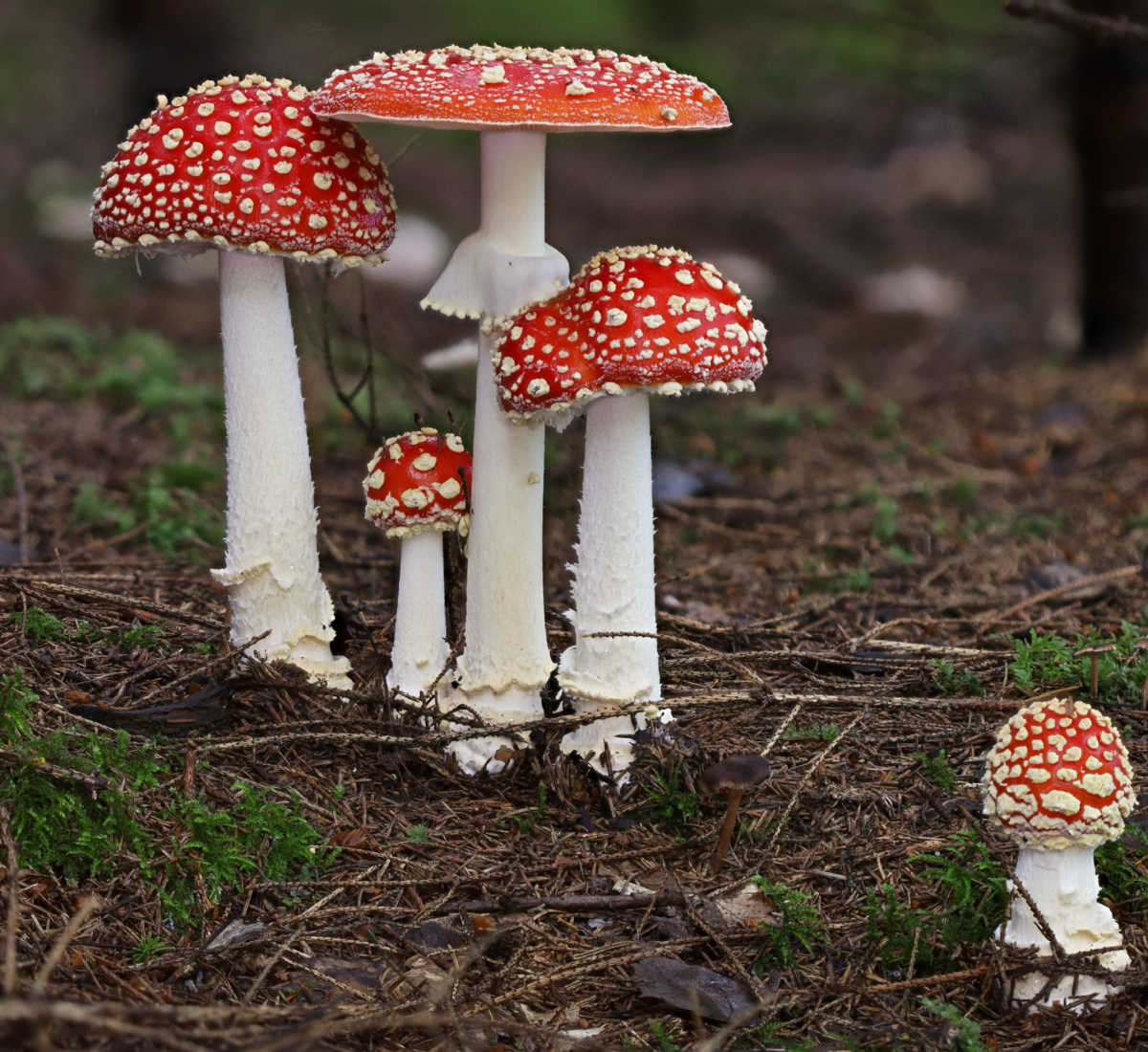 Amanita Muscaria (Fly Agaric)