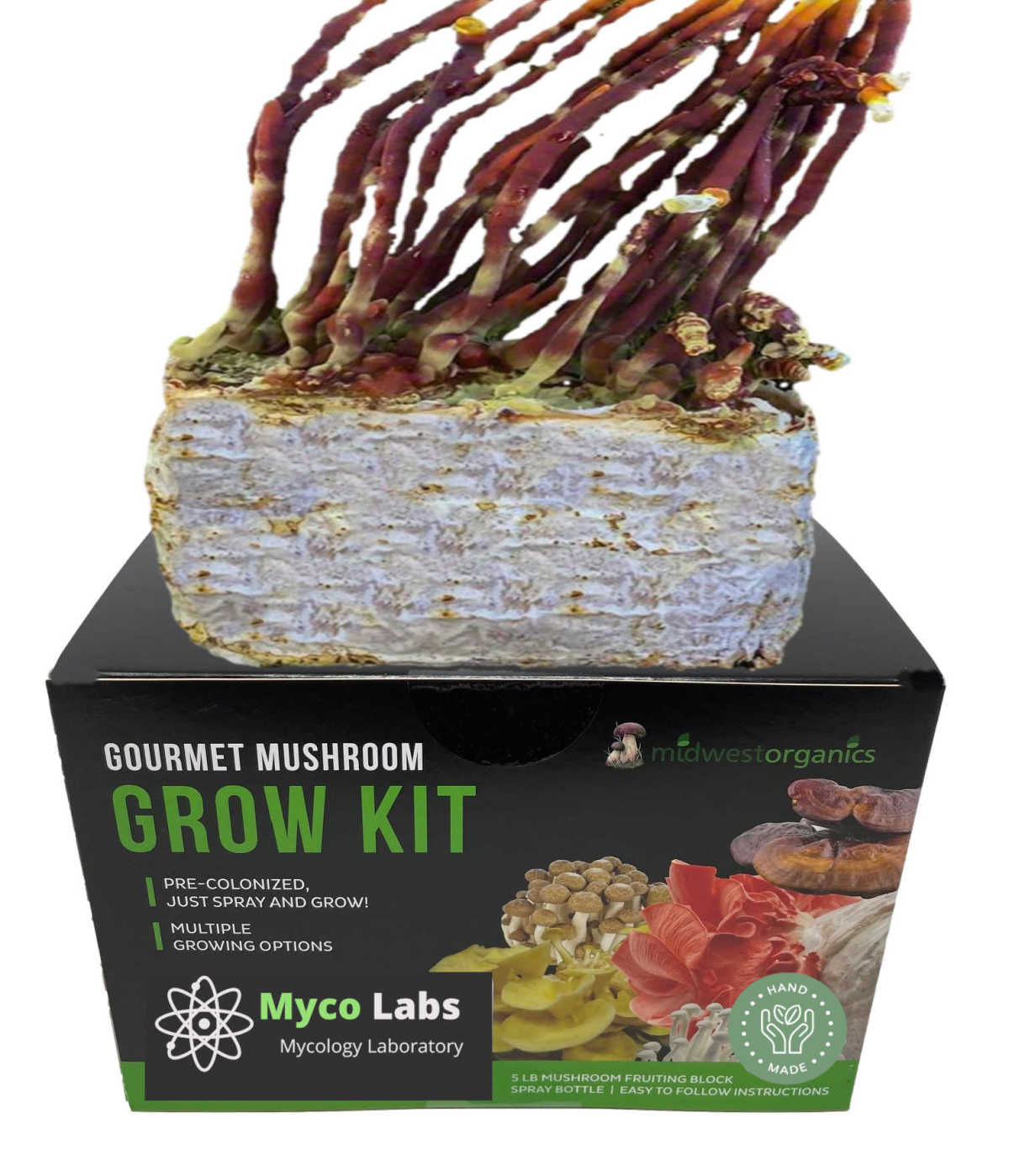 Close-up of a Mycolabs Antler Reishi Mushroom Grow Kit