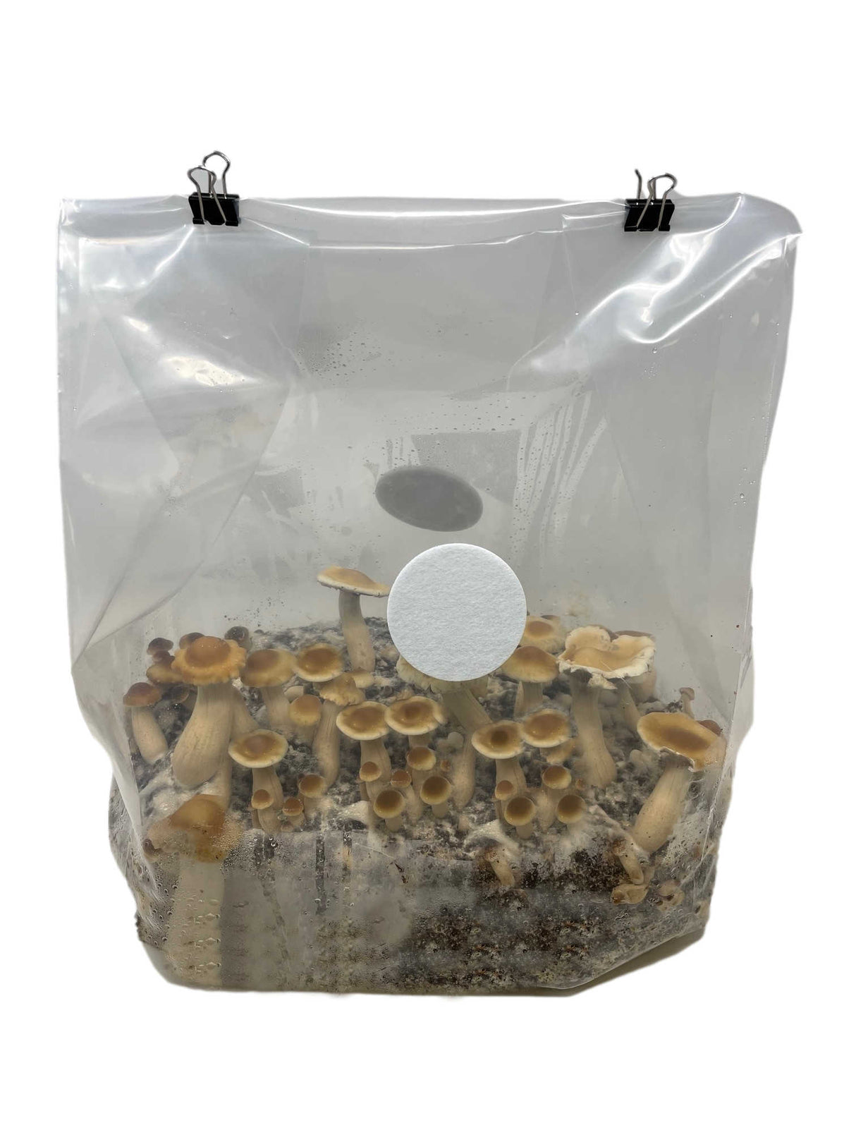 All-in-One Bulk Monobag Kit bag fruit