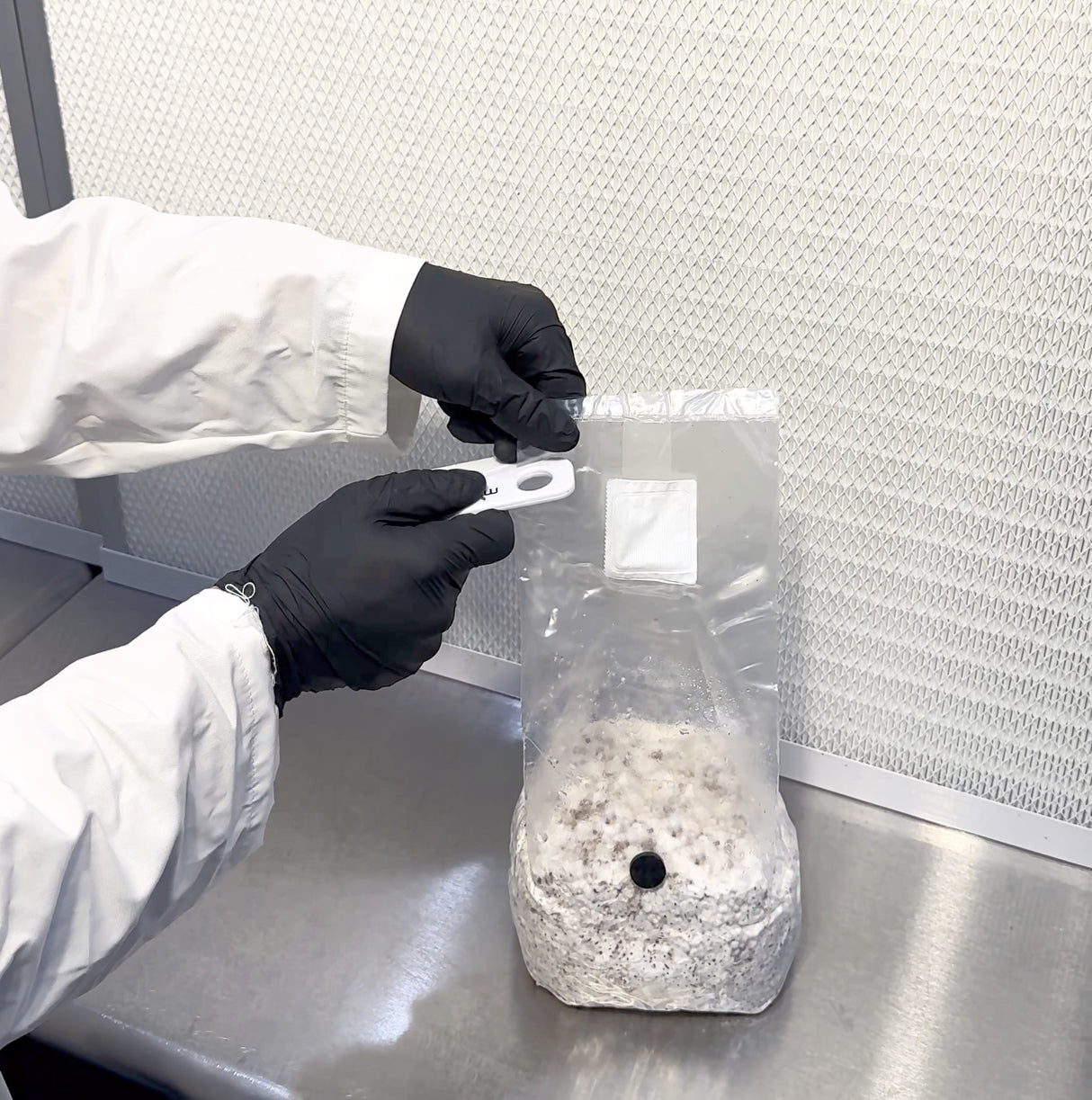 Gloved hands using the Microppose bag opener to slice open a colonized grain spawn bag
