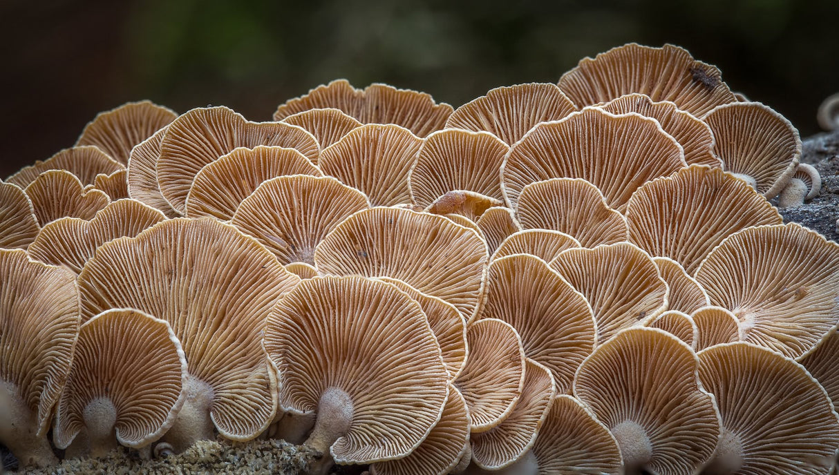 Bioluminescence Panellus Stipticus