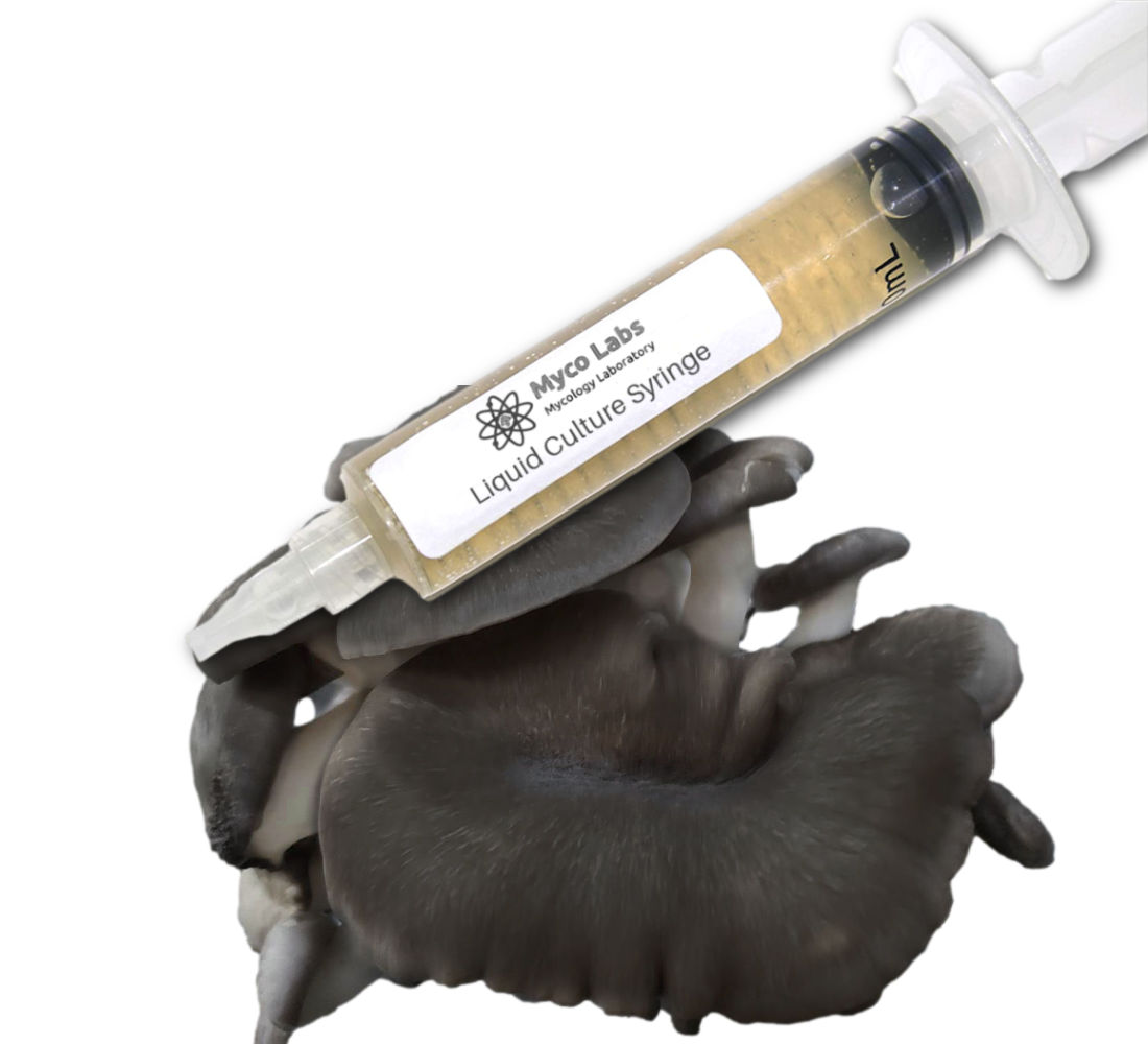 Black Pearl King Oyster Liquid Culture Syringe (10cc)