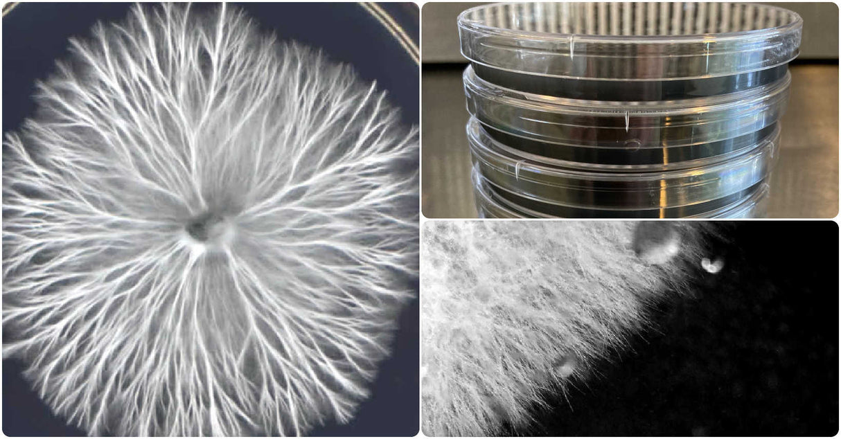 Pre-Poured Sterilized BLACK MEA Agar Plates