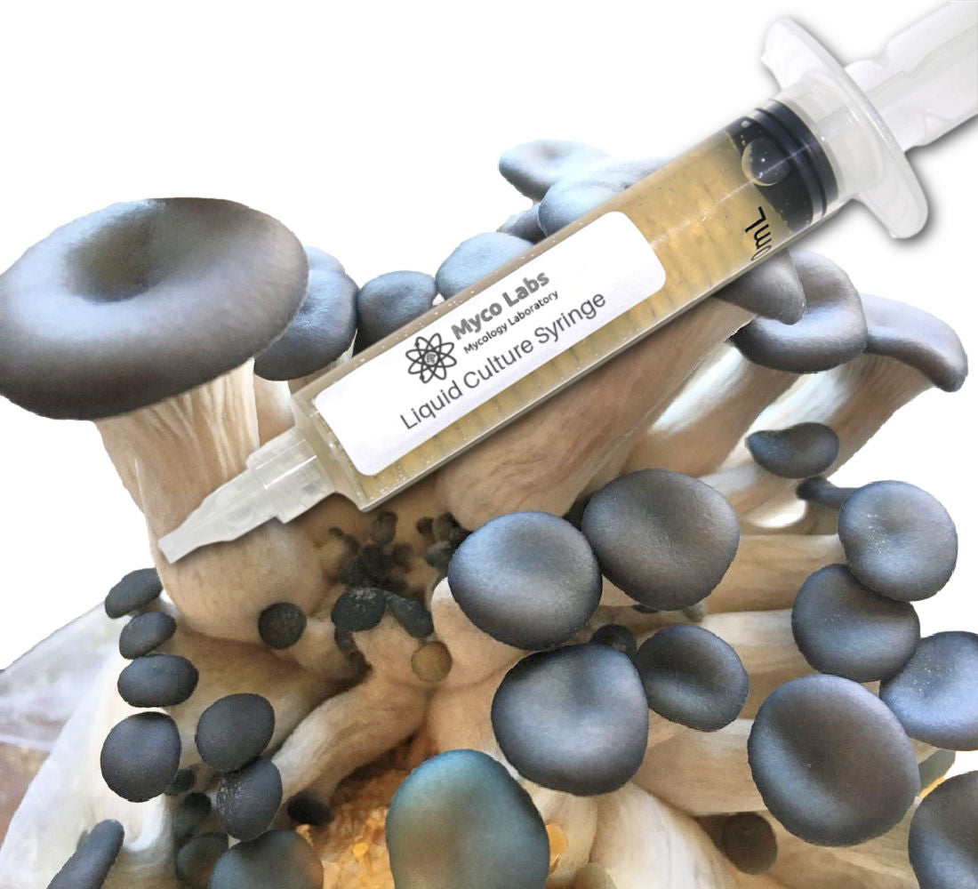Blue Oyster Liquid Culture Syringe (10cc)