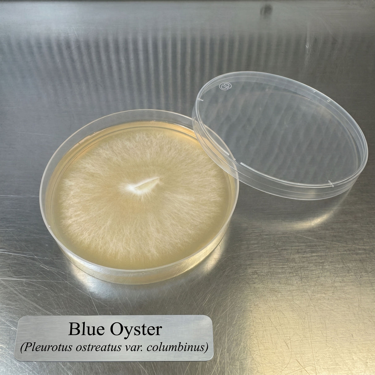 Blue Oyster culture in a petri dish on a metallic surface