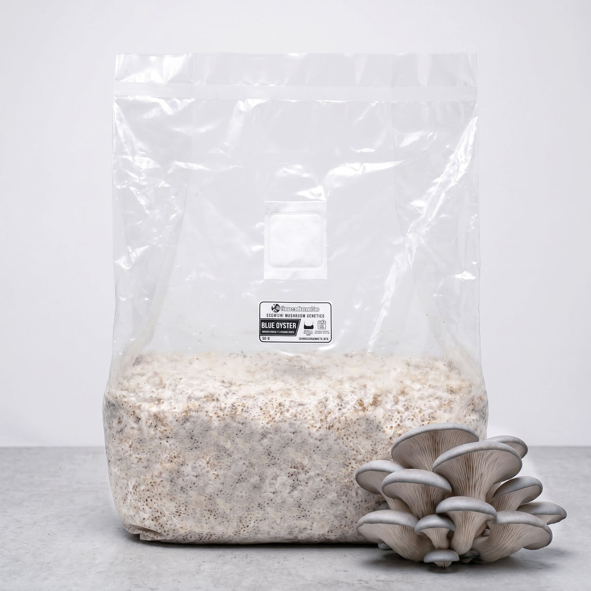 Blue Oyster Colonized Grain Spawn Bag 5 LB