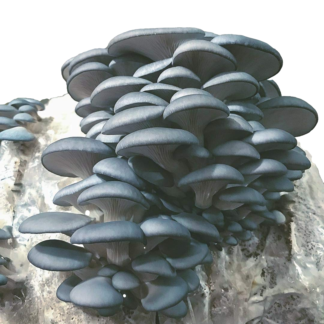 Blue Oyster Mushroom