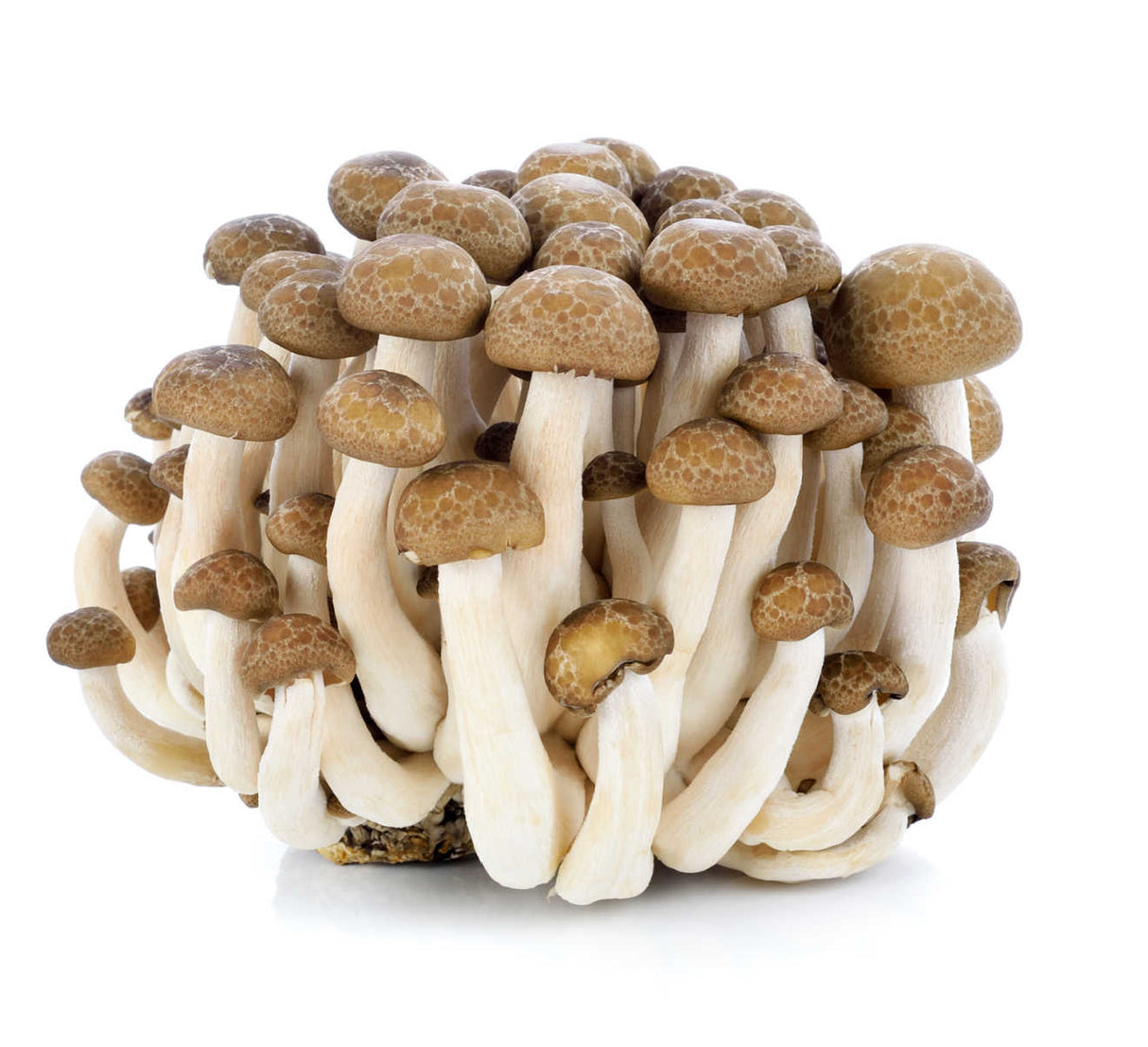 Brown Beech mushrooms