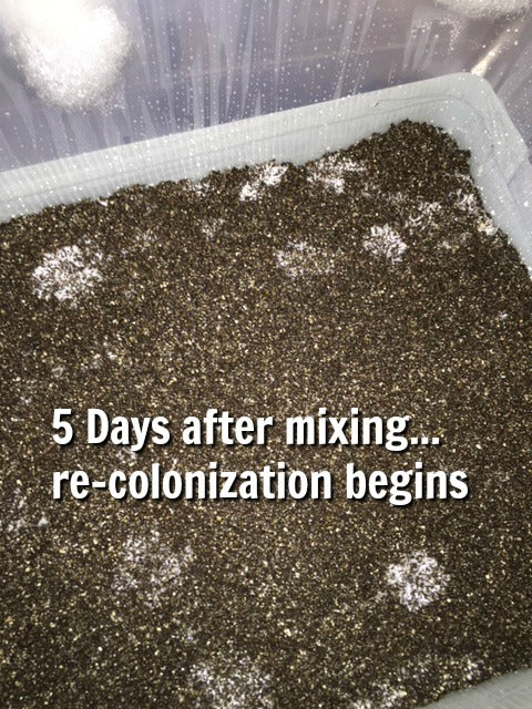 Bulk grow 5 days colonizing