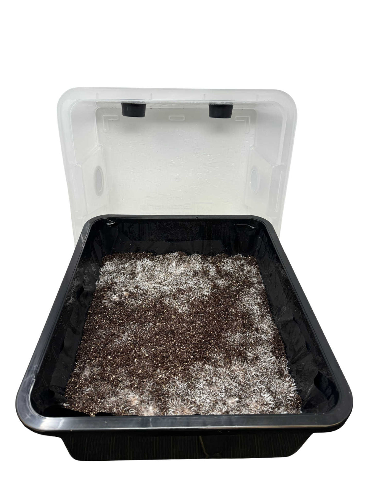 44Q Monotub Bulk Spawn Growing & Casing Kit colonizing