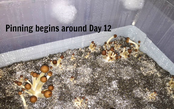 bulk grow pinning 12 days later