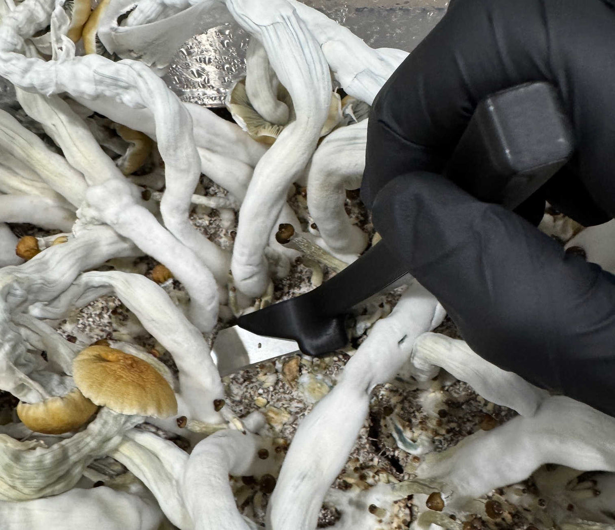 The Canopy Cutter in action