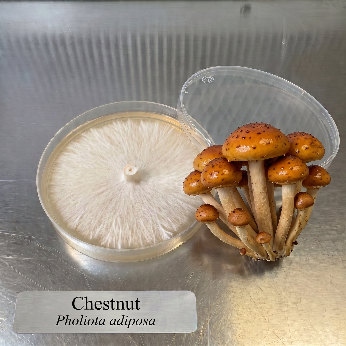 Chestnut mushroom colonized agar plate with a cluster of fresh Chestnut mushrooms