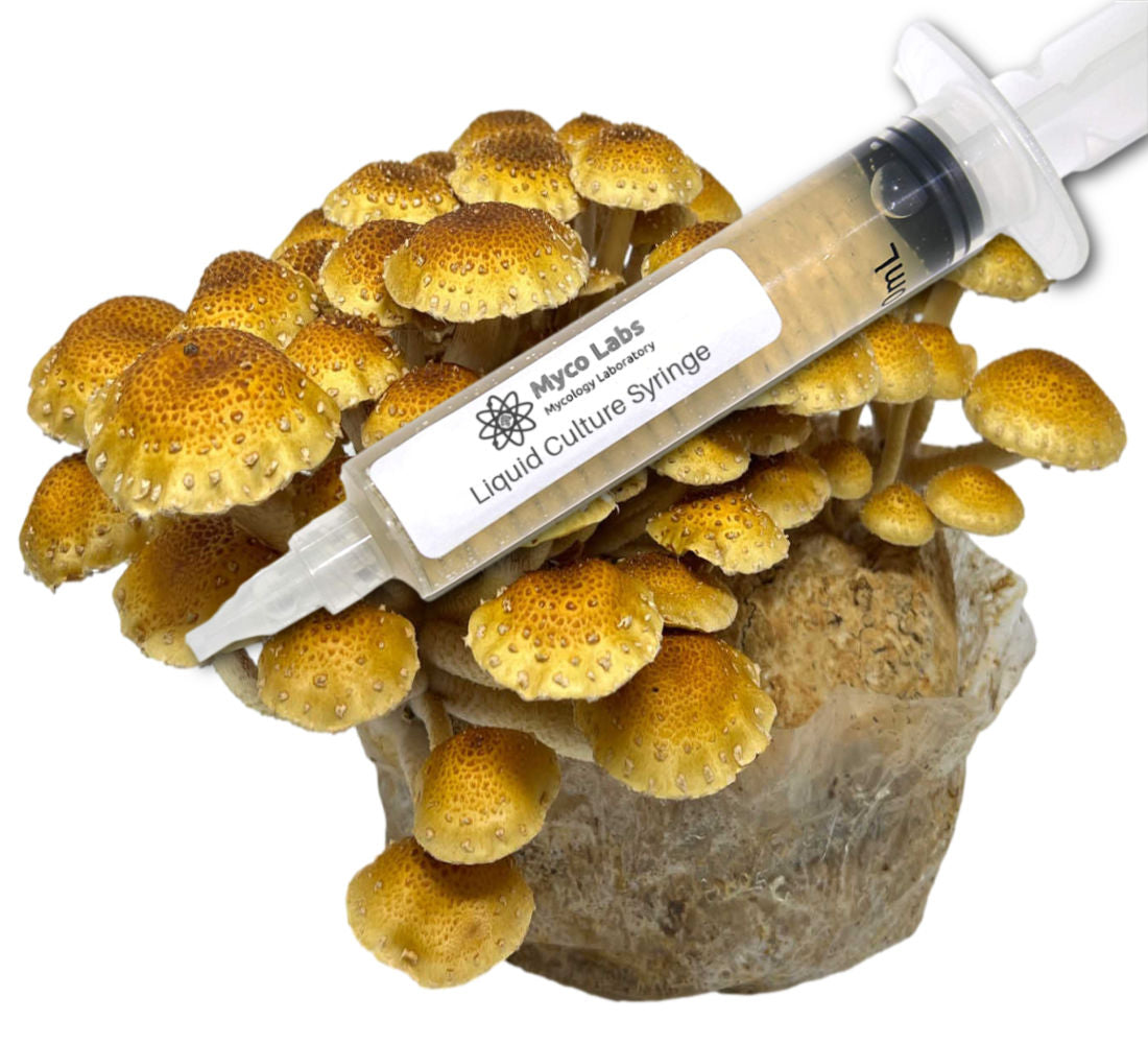 Chestnut Mushroom Liquid Culture Syringe (10cc)