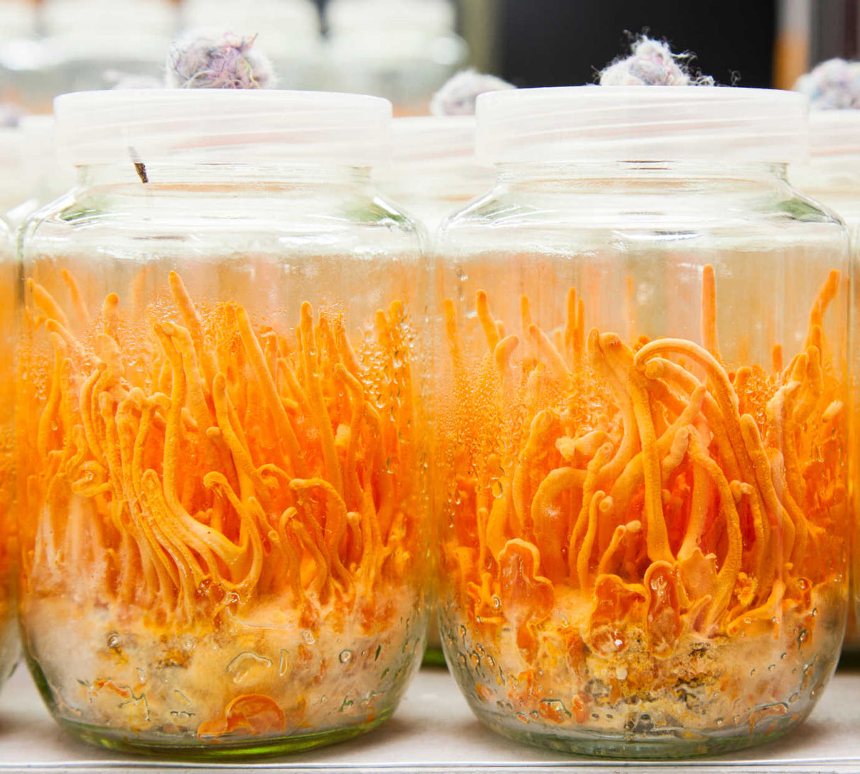 Cordyceps Militaris Mushroom Liquid Culture Syringe HIGHMILE22A Strain (10cc)