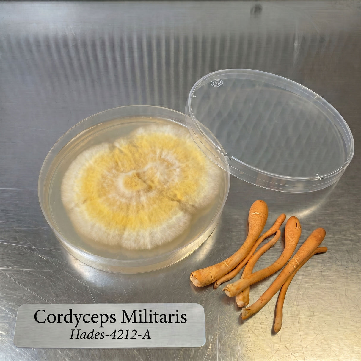 Cordyceps Militaris fungus on a petri dish with dried mushroom pieces on a metallic surface.