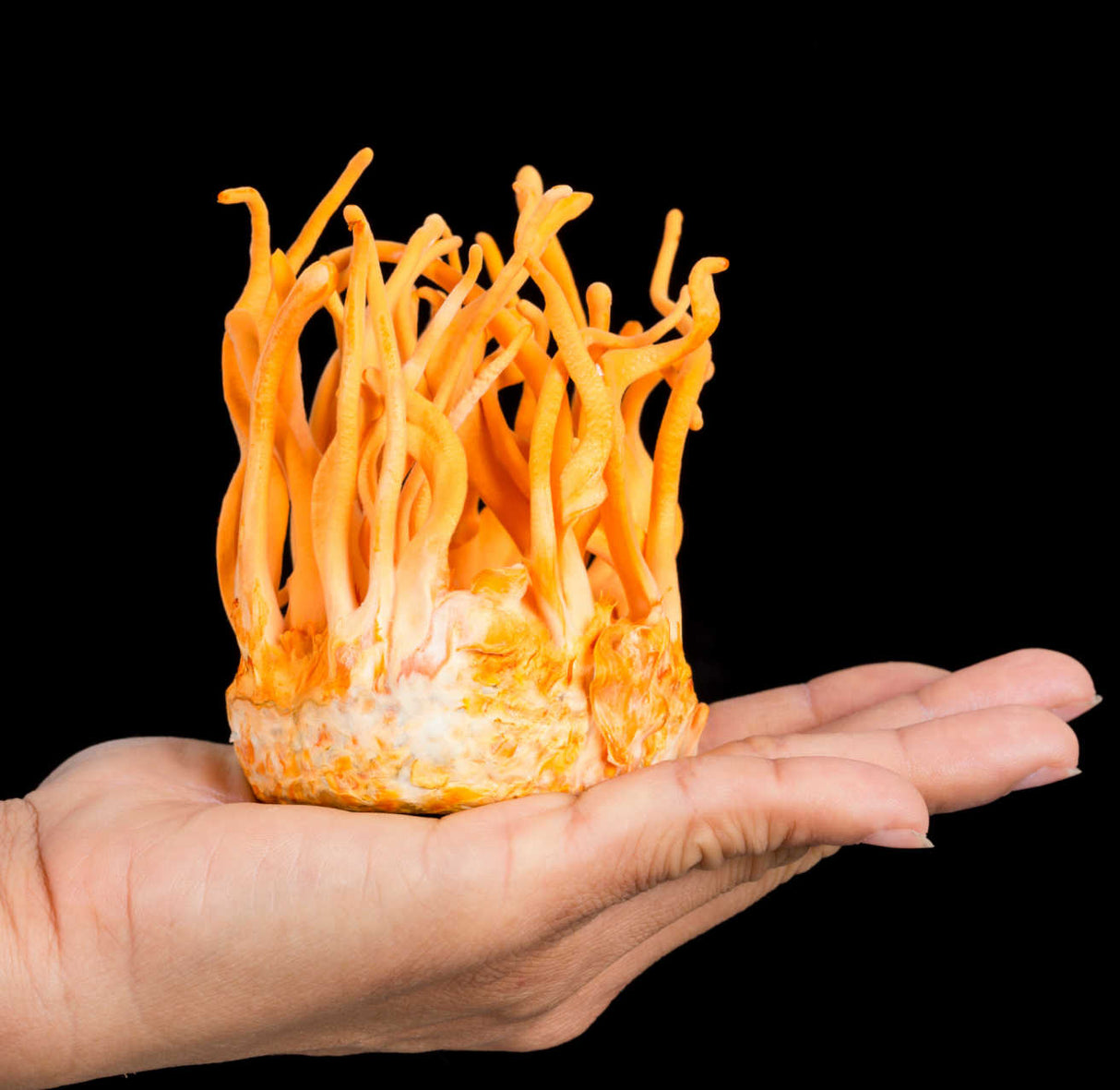 Cordyceps Militaris Mushroom Liquid Culture Syringe HIGHMILE22A Strain