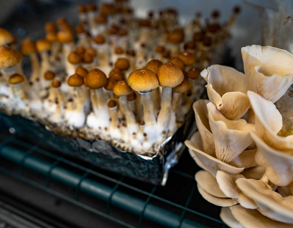 Mushroom growing tray with young mushrooms and a close-up of mature mushrooms.