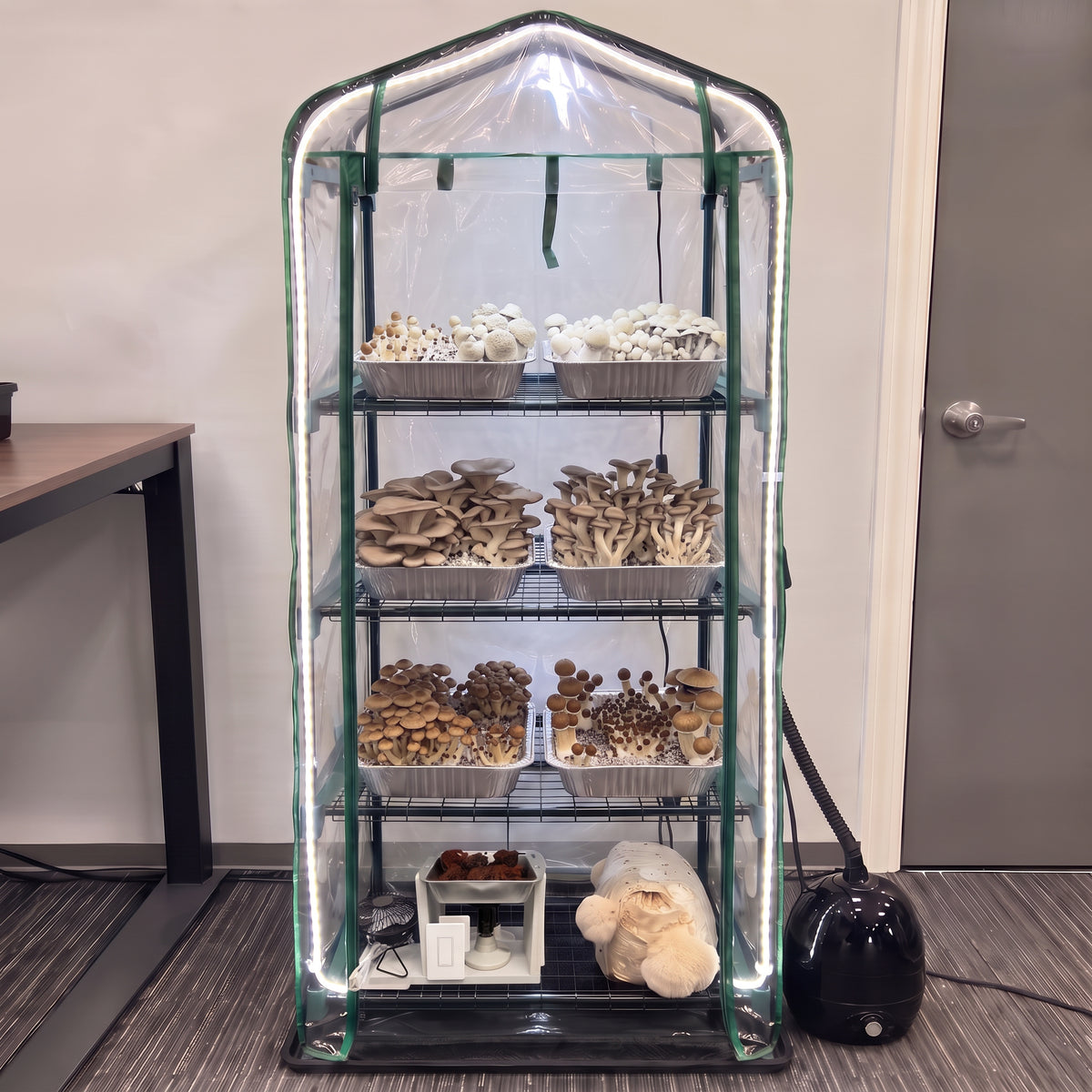 4-tier mushroom grow tent with trays of mushrooms fruiting on three shelves, the heater unit on the bottom rack and a humidifier beside the tent