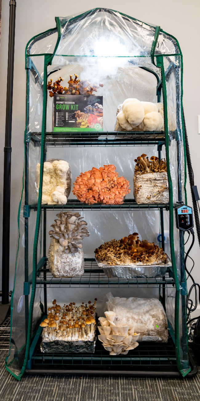 The Mushroom Ecosphere 3.0 Foundation Edition full front view