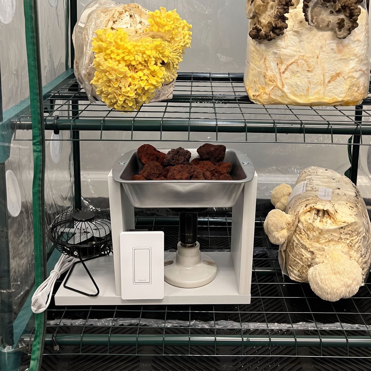 Greenhouse heater unit on the bottom rack of a mushroom grow tent with golden oyster and lion's mane blocks fruiting on the shelves around it