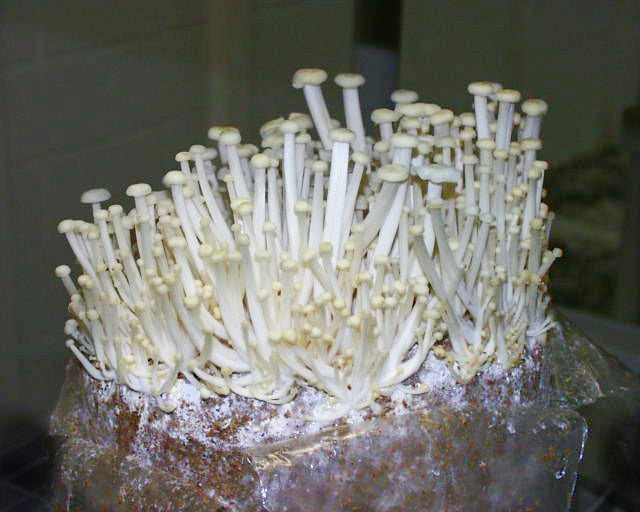 White Enoki mushrooms