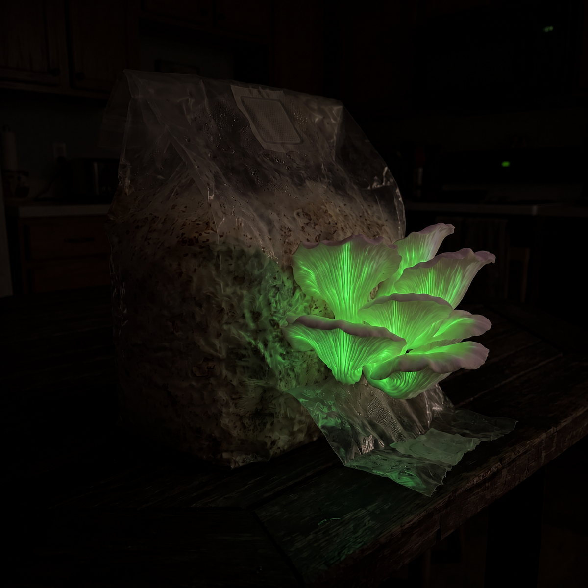 Ghost fungus fruit bodies glowing green in the dark