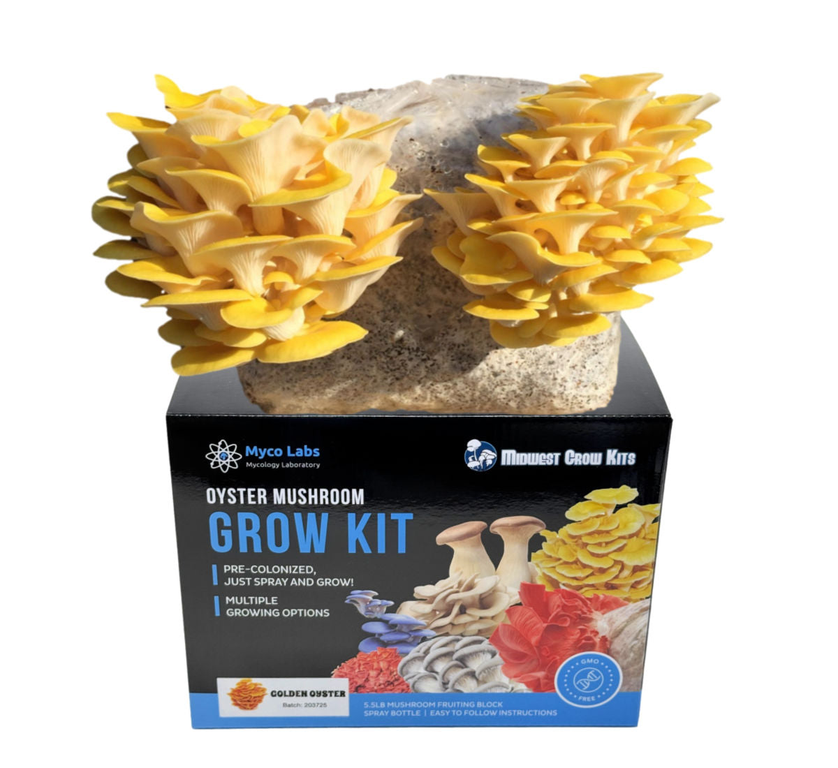 Golden Yellow Oyster Grow Kit